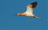 American Avocetborder=