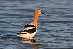 American Avocet