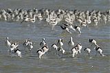 American Avocet