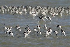 American Avocet