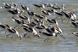 American Avocetborder=