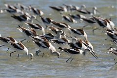 American Avocet