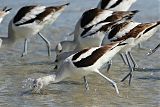 American Avocetborder=