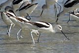 American Avocetborder=