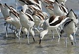 American Avocetborder=