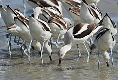 American Avocet