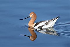 American Avocet