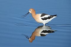 American Avocet