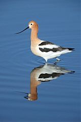 American Avocet