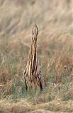 American Bittern