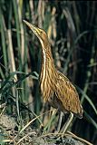 American Bittern