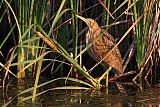 American Bittern