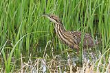 American Bittern