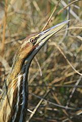 American Bittern