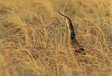 American Bittern