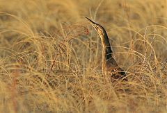 American Bittern