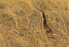 American Bittern