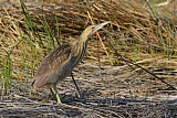 American Bittern