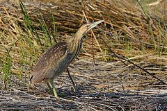 American Bittern