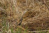 American Bittern