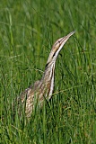 American Bittern