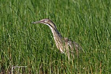 American Bittern