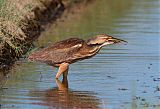 American Bittern