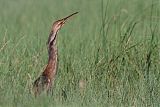 American Bittern