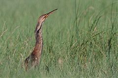 American Bittern