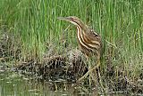 American Bittern