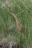 American Bittern