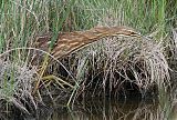 American Bittern