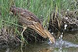 American Bittern