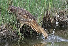 American Bittern