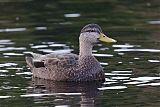 American Black Duck