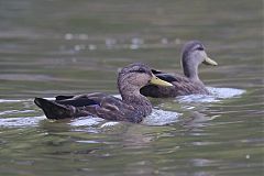 American Black Duck