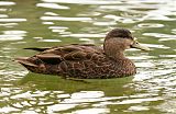 American Black Duck