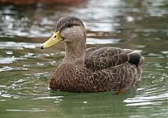 American Black Duck