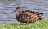 American Black Duck