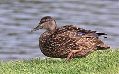 American Black Duck