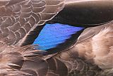 American Black Duck