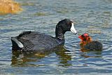 American Coot