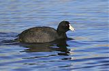 American Coot