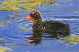 American Coot