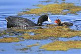 American Coot