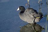 American Coot