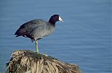 American Coot