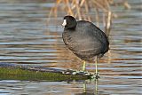 American Coot