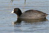 American Coot