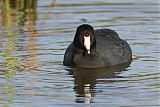 American Coot